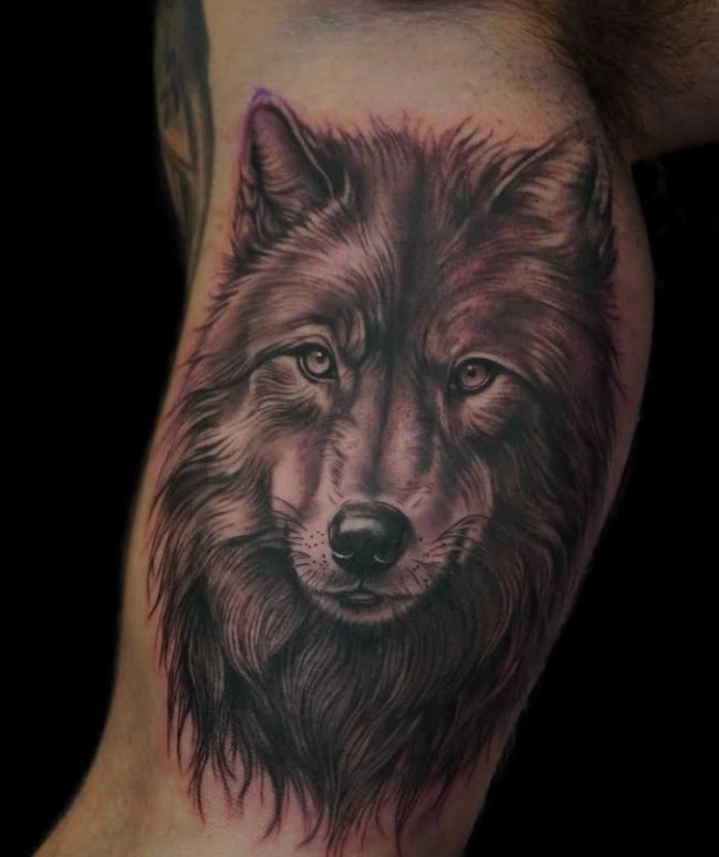 Wolf black and grey realism